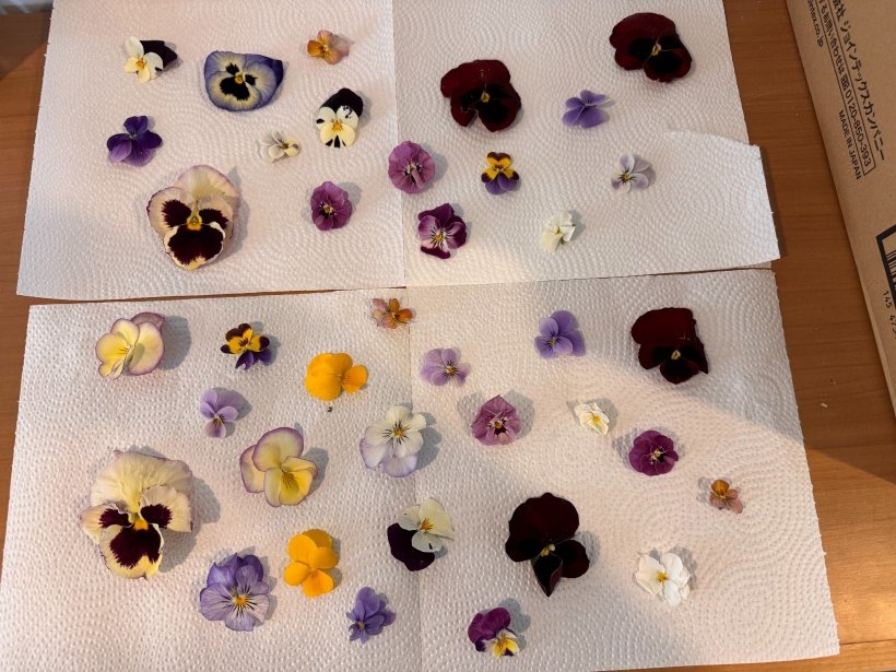 キッチンペーパーの上に花びらがある